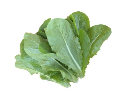 Local Organic Romaine Lettuce  (600g) on Sale